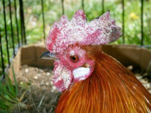 Cách chữa mốc cho gà chọi