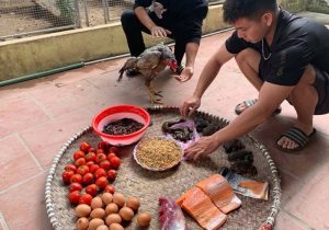 Cách nuôi gà đá mau có lực