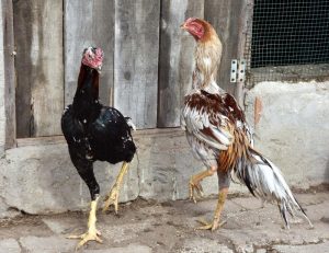 cách nuôi gà đá tơ