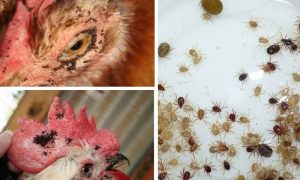 cách trị mạt gà