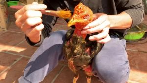 Thoa hỗn hợp vào thân gà chọi