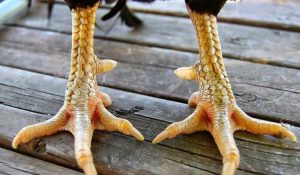 Cách xem chân gà chọi