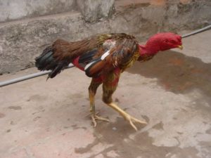 gà ăn không tiêu