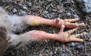 Gà bị sưng khớp chân