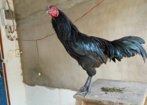 Gà chân chì tốt hay xấu