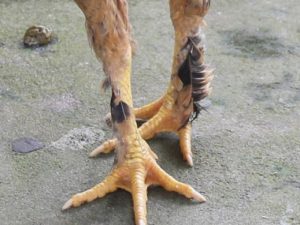 Gà chân lông vảy loạn