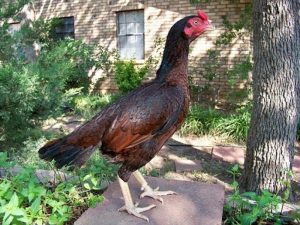 cách chọn gà chọi mái