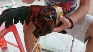 cách nuôi gà đá bị gãy cánh