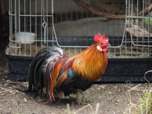 Gà Ohiki rất dễ trong quá trình hòa nhập