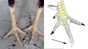 Gà bạch đầu chỉ