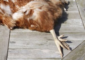 Bạn cần quan sát một cách kỹ lưỡng trong giai đoạn ấp trứng