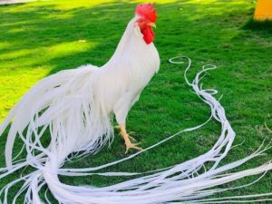 Gà cảnh đuôi dài