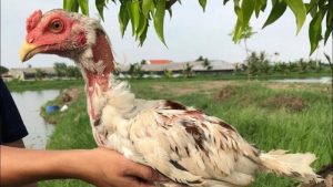 Chăm sóc dòng gà này không quá phức tạp