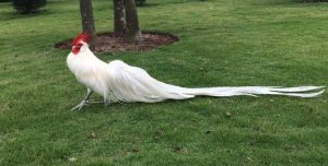 Gà Phoenix với phần đuôi dài