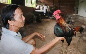 Giống gà Chợ Lách nổi tiếng