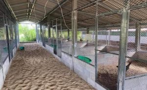 Chuồng gà đá với quy mô lớn