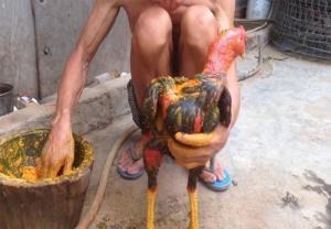 Phương pháp om gà giúp da đỏ và dày