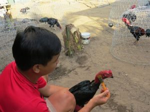 Cách nuôi gà chọi ra trường bằng om bóp, vào nghệ