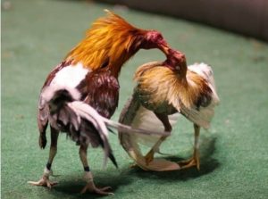 Chơi đá gà online