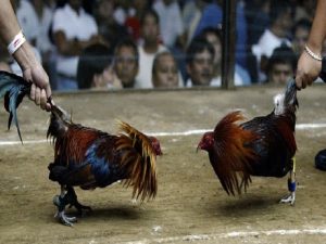 Đá gà cựa sắt ăn tiền