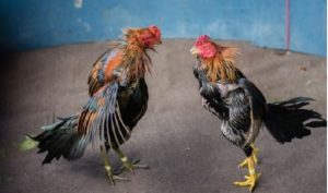 Đá gà trực tuyến Campuchia