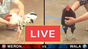 Đá gà trực tuyến luôn thu hút đông đảo người chơi