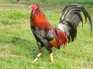 Lối đá của Bobby Boles được đánh giá rất cao