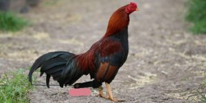 Asil lai Mỹ với khả năng thi đấu được đánh giá cao