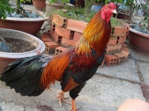 Giống gà chọi Cao Lãnh