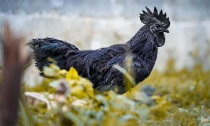 gà đẹp nhất thế giới