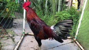 Nhận biết gà linh kê thần kê