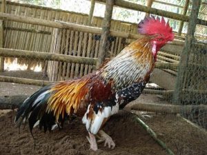 Chiến kê ngũ sắc chân trắng với nhiều ưu thế nổi bật