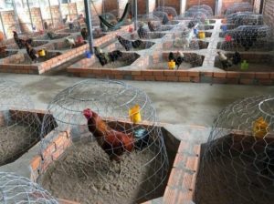 Kỹ thuật cho gà ăn góp phần giúp mô hình đạt hiệu quả