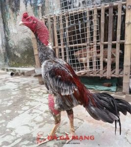 Gà chọi quê lúa Thái bình