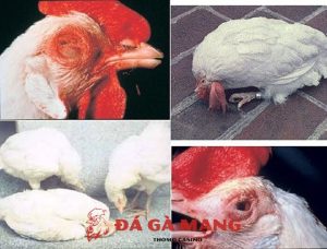 các bệnh thường gặp ở gà chọi
