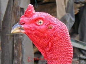 các loại mào gà chọi