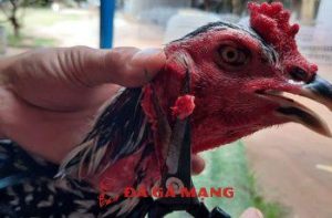 cách cắt tai tích gà chọi