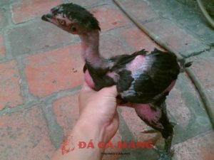 Cách chọn gà chọi con