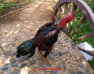 cách chữa gà bị mất gân