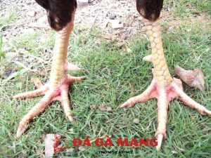 cách coi chân gà đá