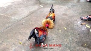 Cách làm cho gà chọi máu chiến
