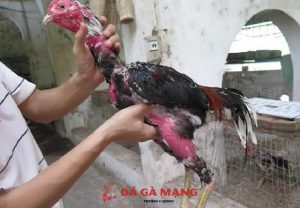 cách làm cổ gà chọi to