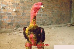 Học ngay cách làm da gà chọi đỏ, dày cực hiệu quả 1