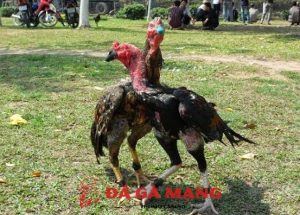 cách nuôi gà chọi chiến