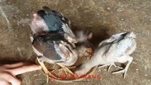 cách nuôi gà chọi con