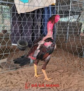 cách nuôi gà đá bị suy