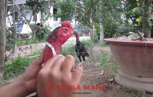 cách tỉa lông gà chọi