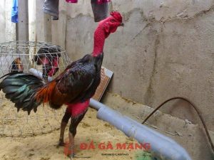cách xem tướng gà chọi
