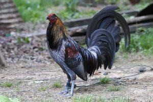 Chọn gà chọi Mỹ đá hay nhất