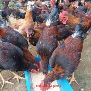 địa chỉ mua gà chọi tại Hà Nội